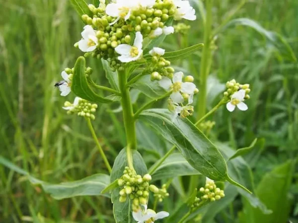 Horseradish
