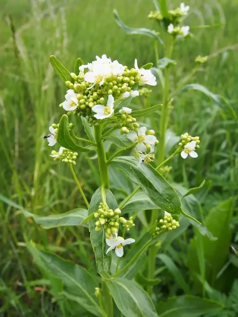 Horseradish