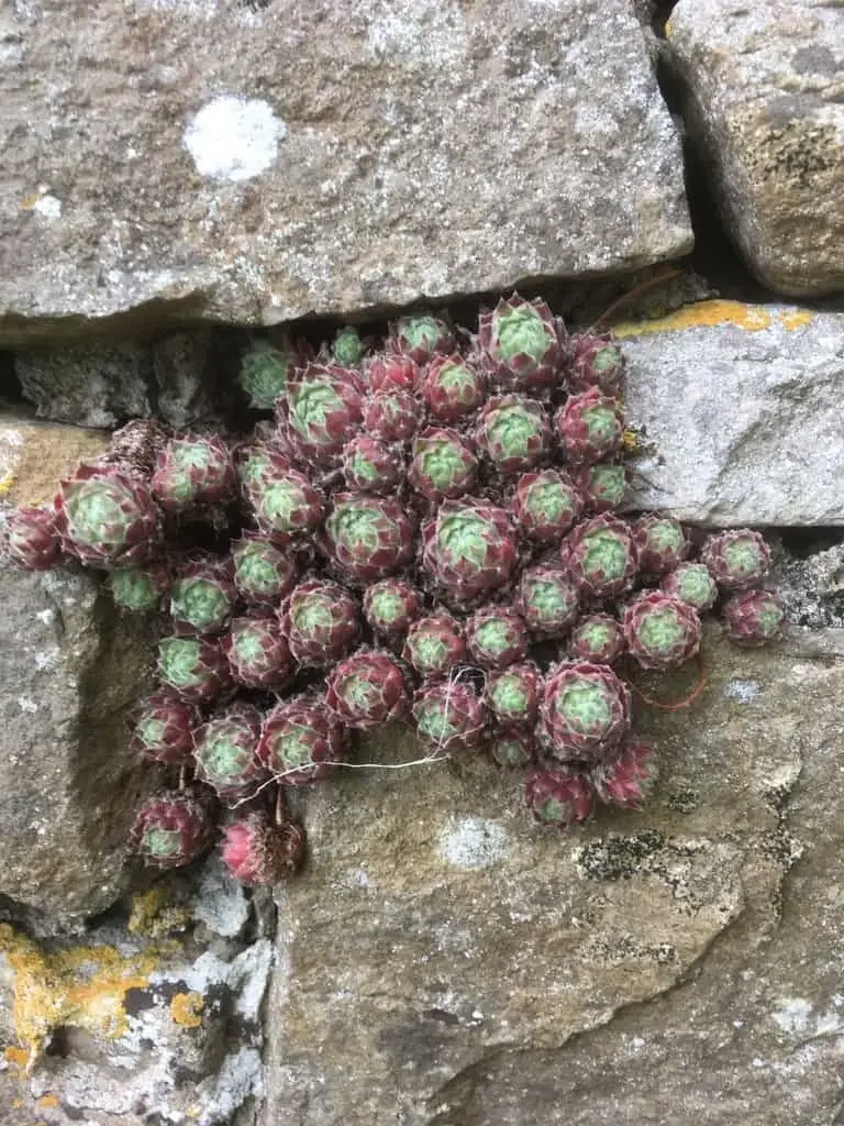 Houseleek
