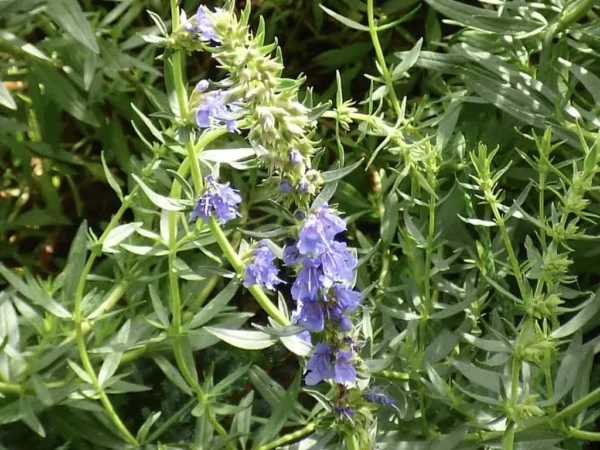 Hyssop