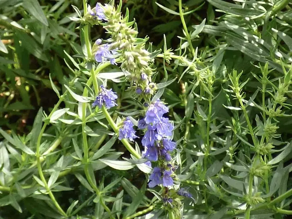 Hyssop