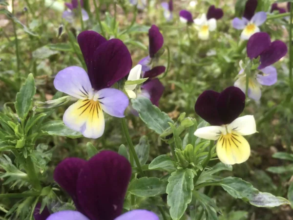 Heartsease