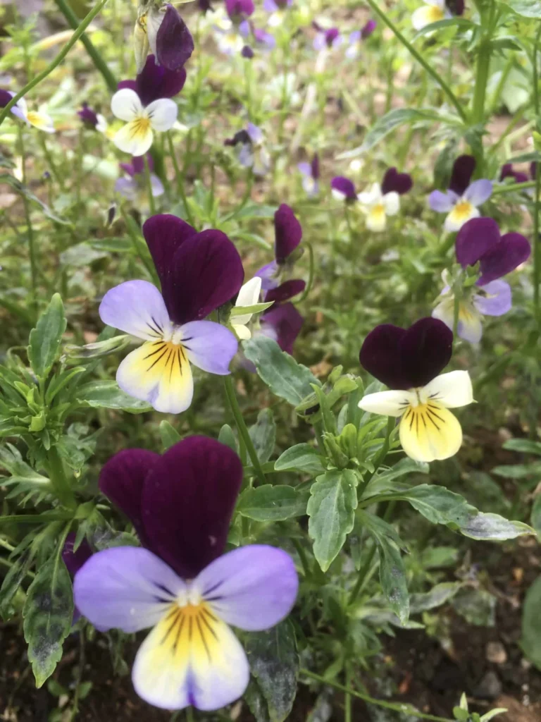 Heartsease