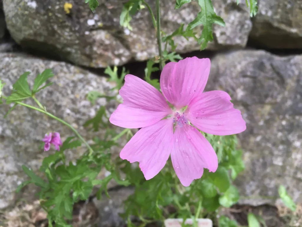 Musk Mallow