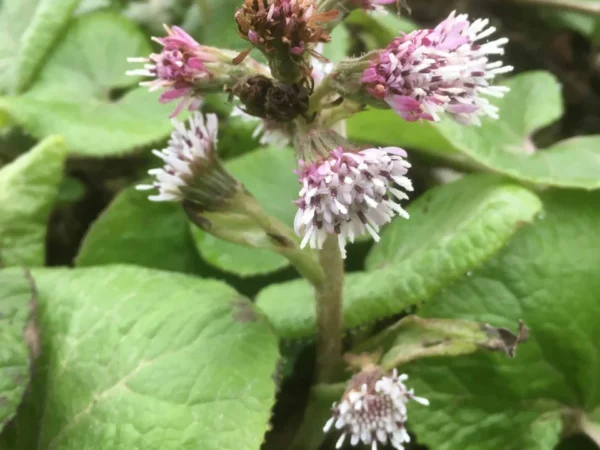 Butterbur