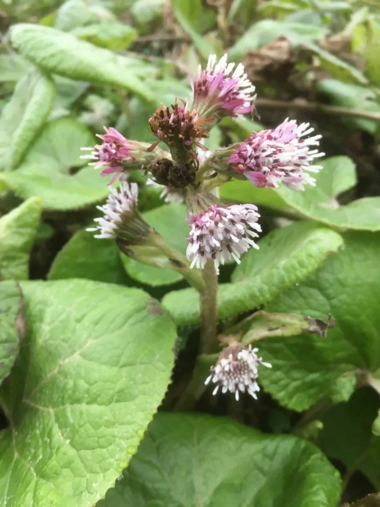 Butterbur