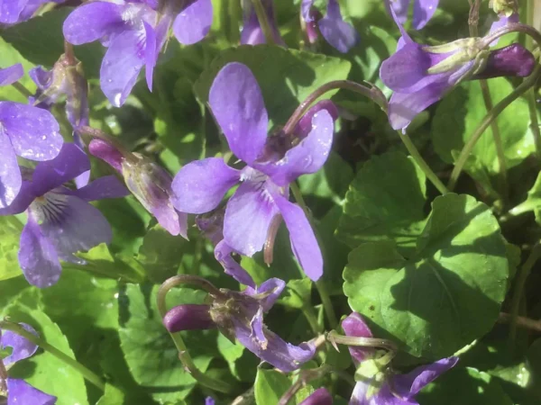 Sweet Violet