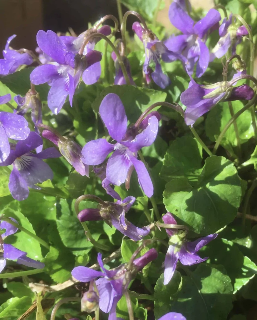 Sweet Violet