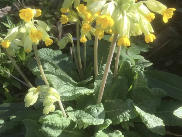 Cowslip