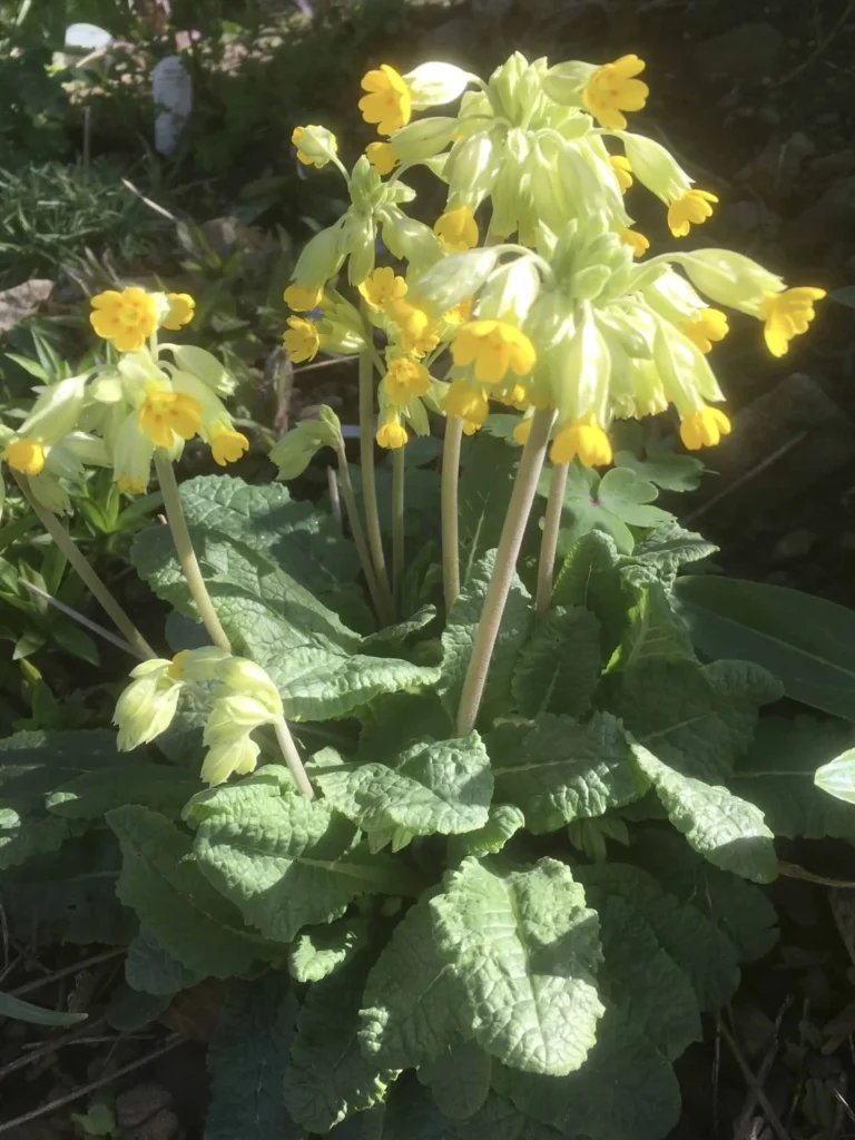 Cowslip