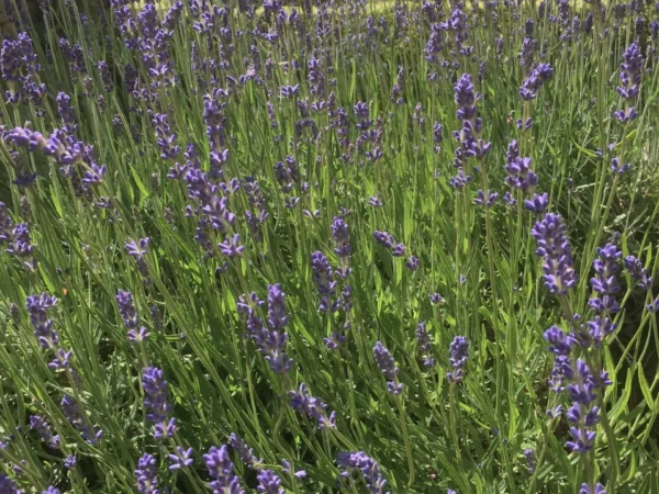 Lavender