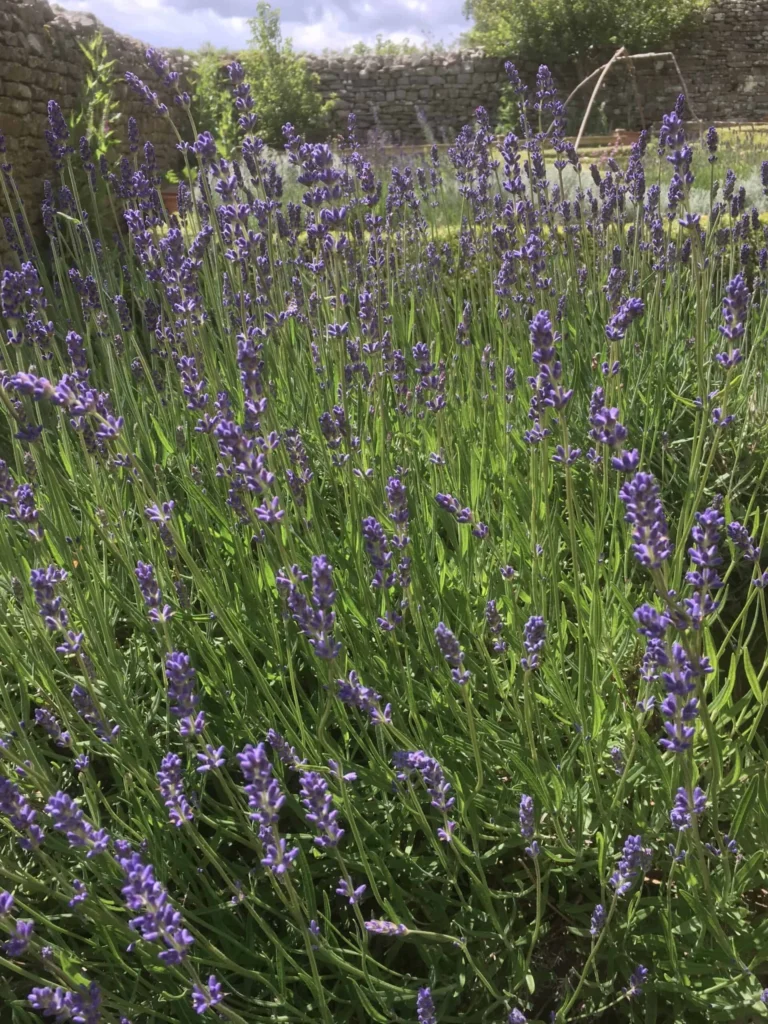Lavender