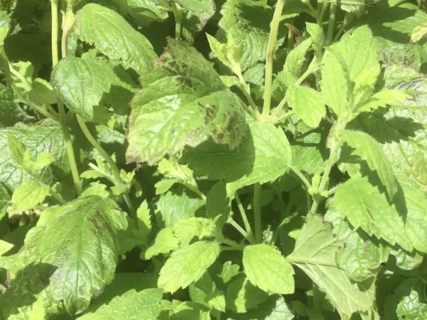 Lemon Balm