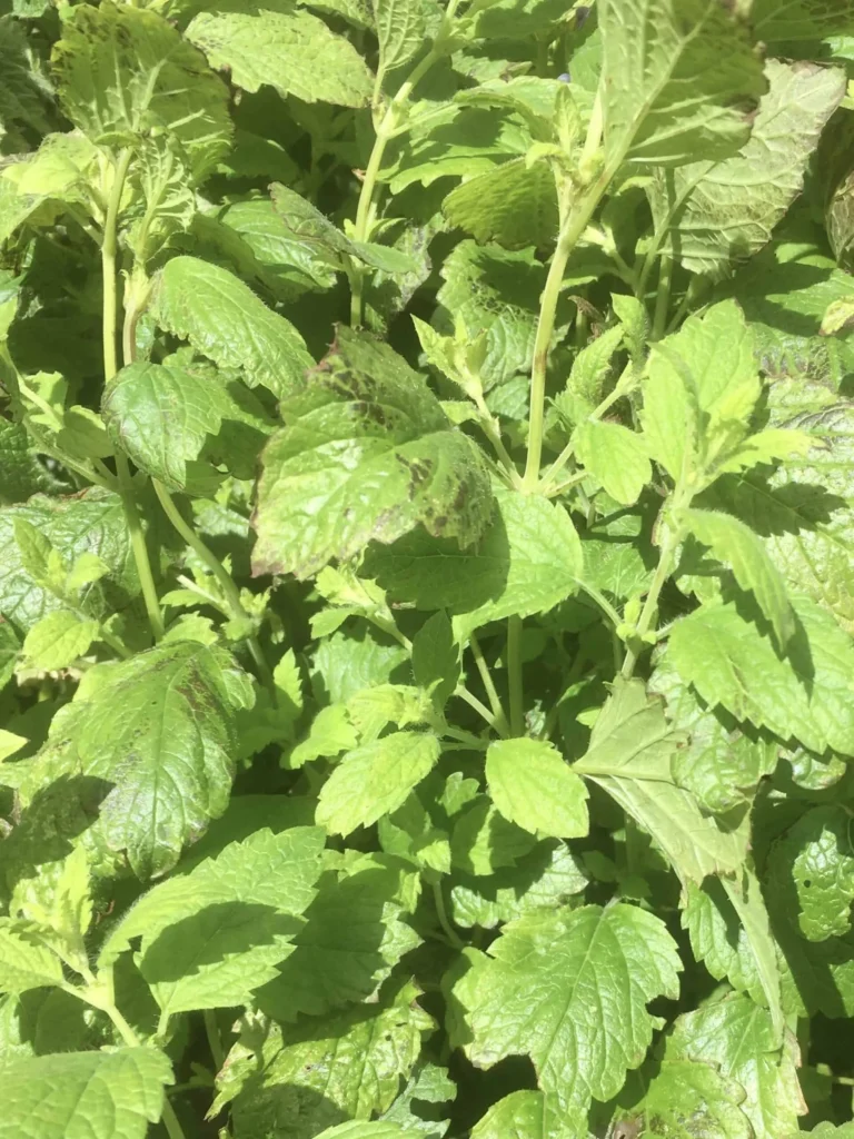 Lemon Balm
