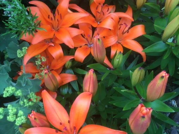 Lily
