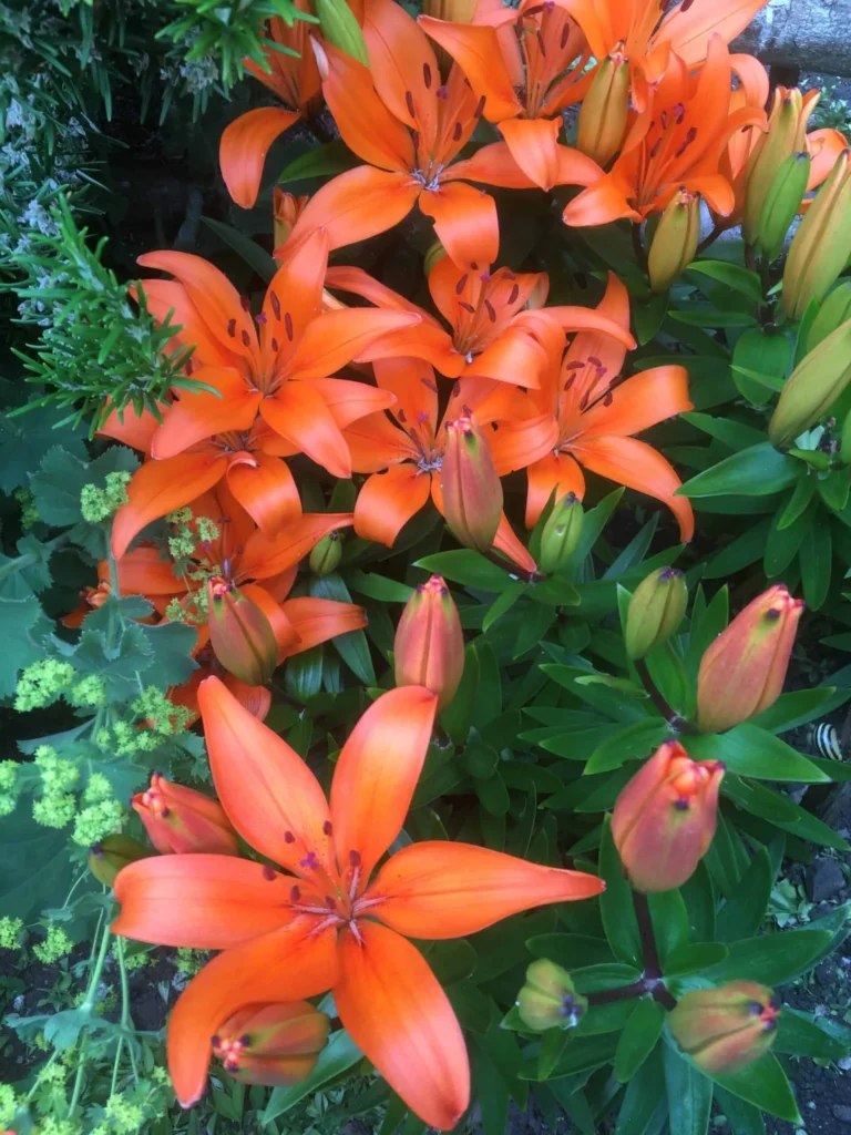 Lily