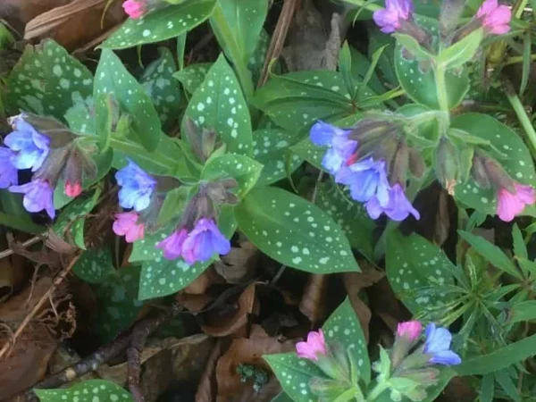 Lungwort