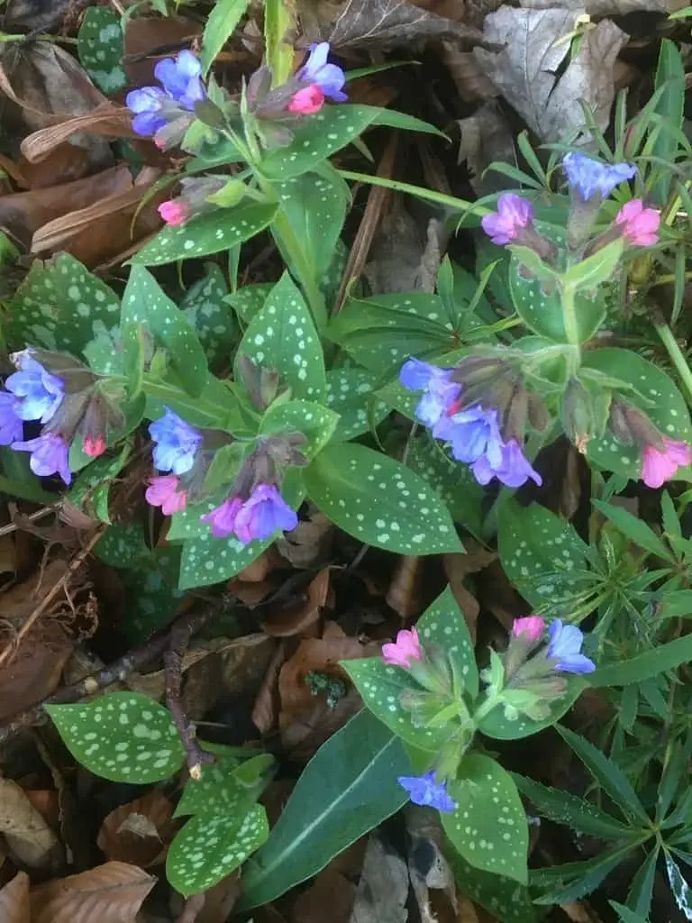 Lungwort