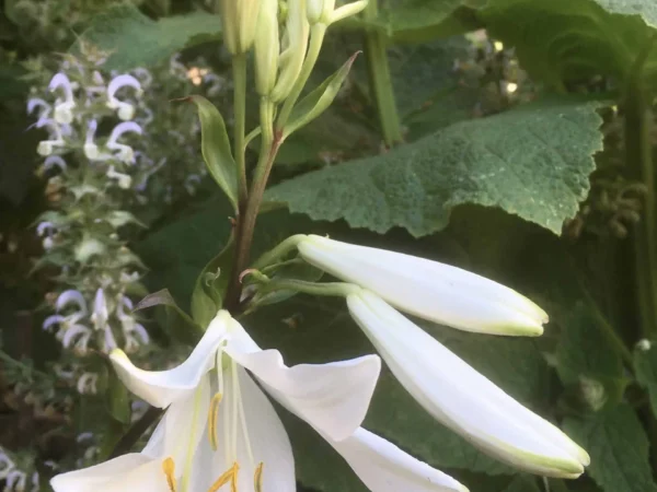 Madonna Lily