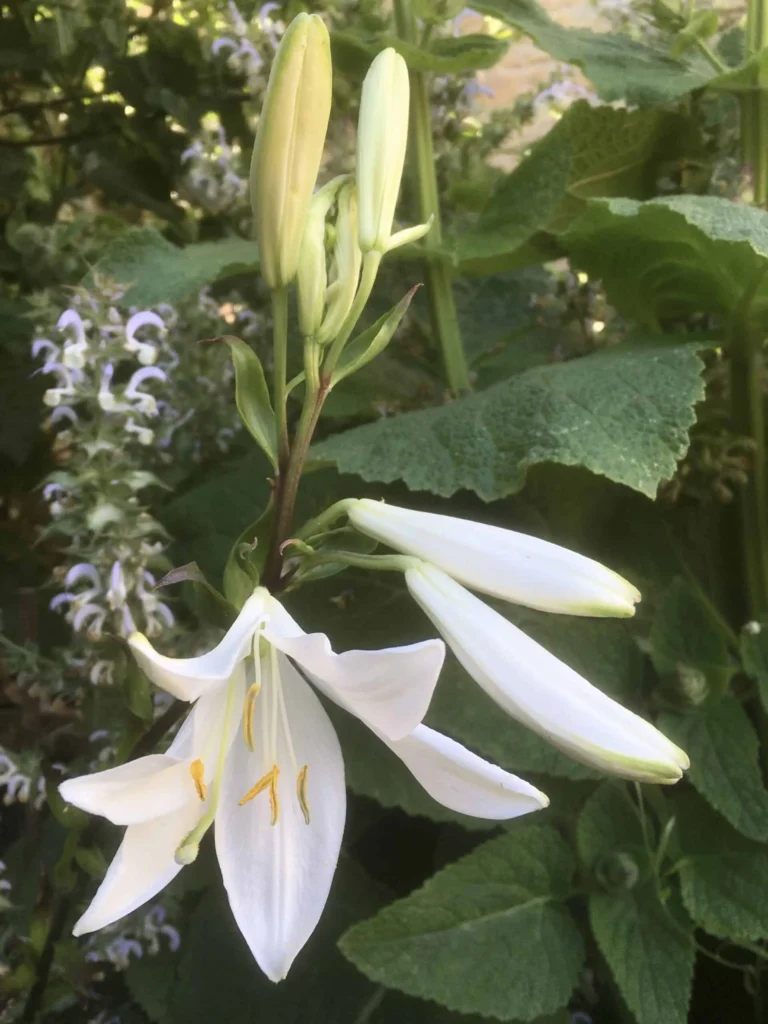 Madonna Lily