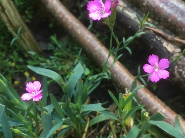 Maiden Pink