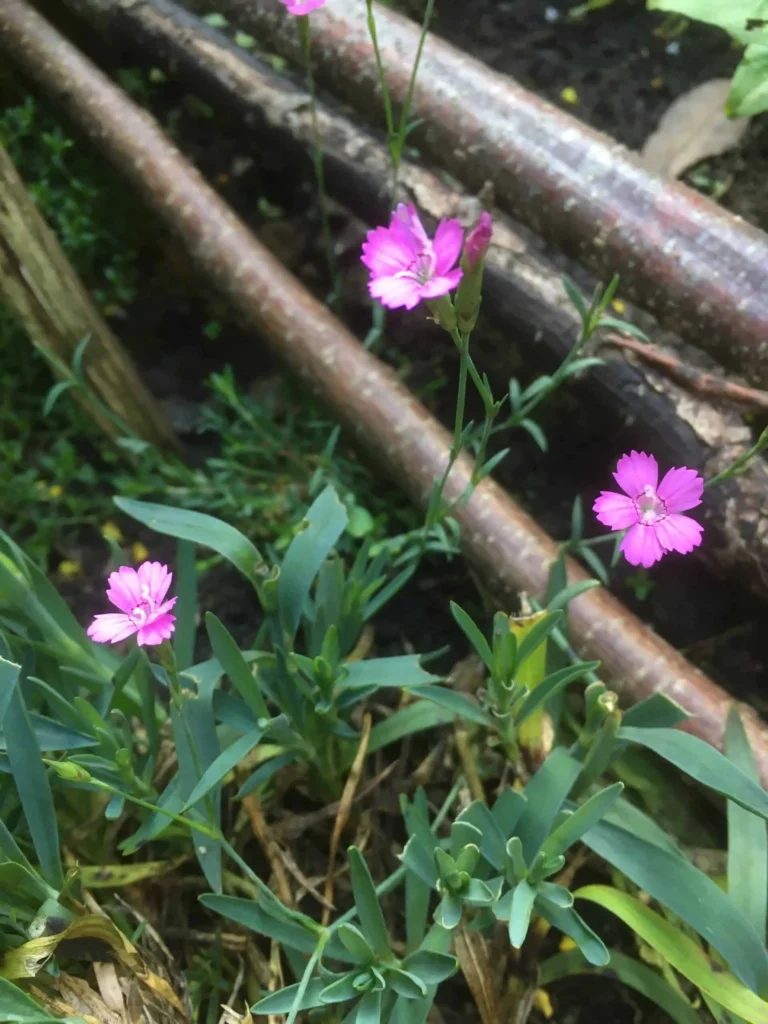 Maiden Pink