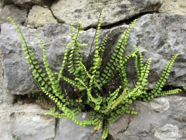 Maidenhair spleenwort