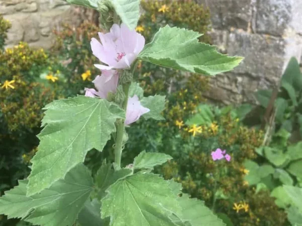 Marsh Mallow