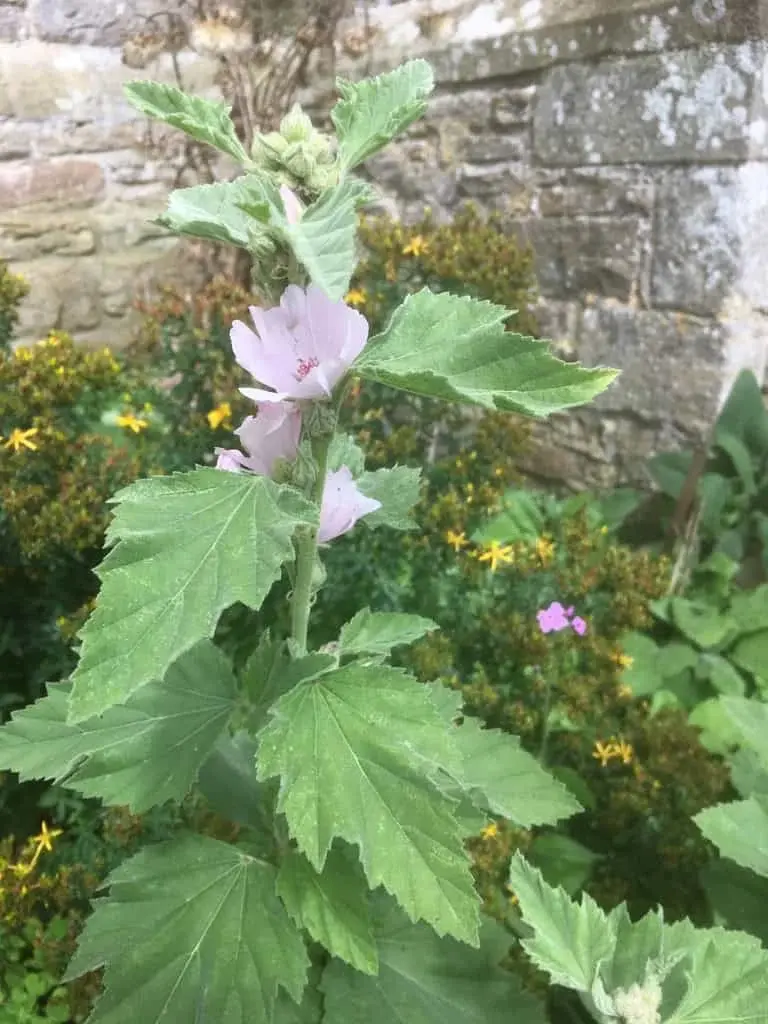 Marsh Mallow