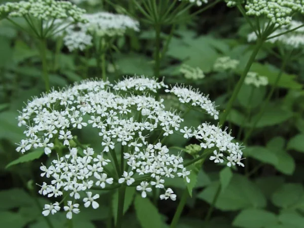 Masterwort