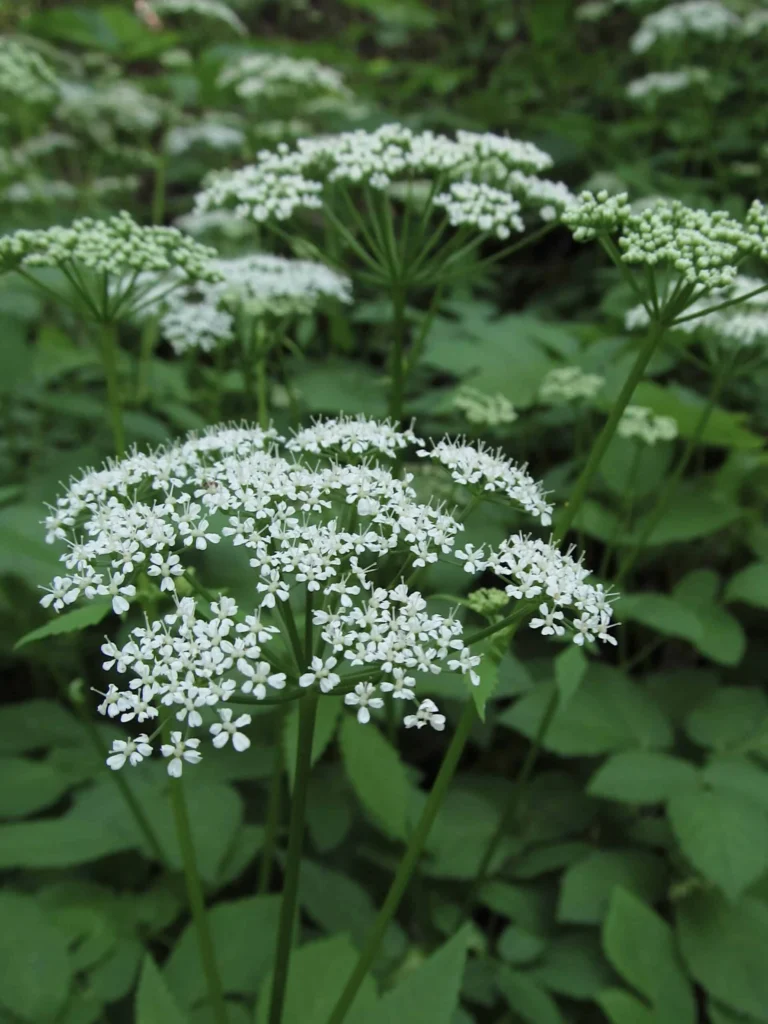 Masterwort