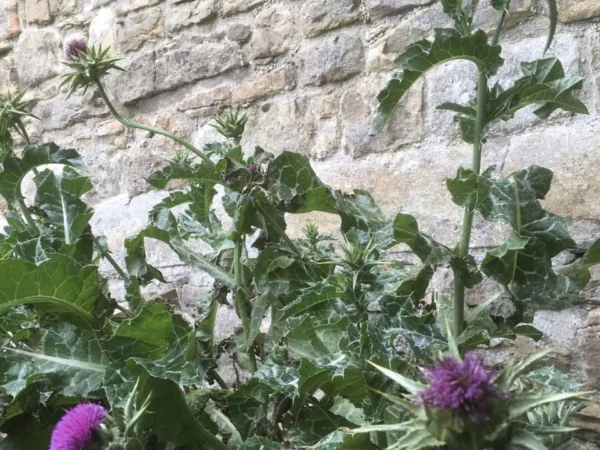 Milk Thistle