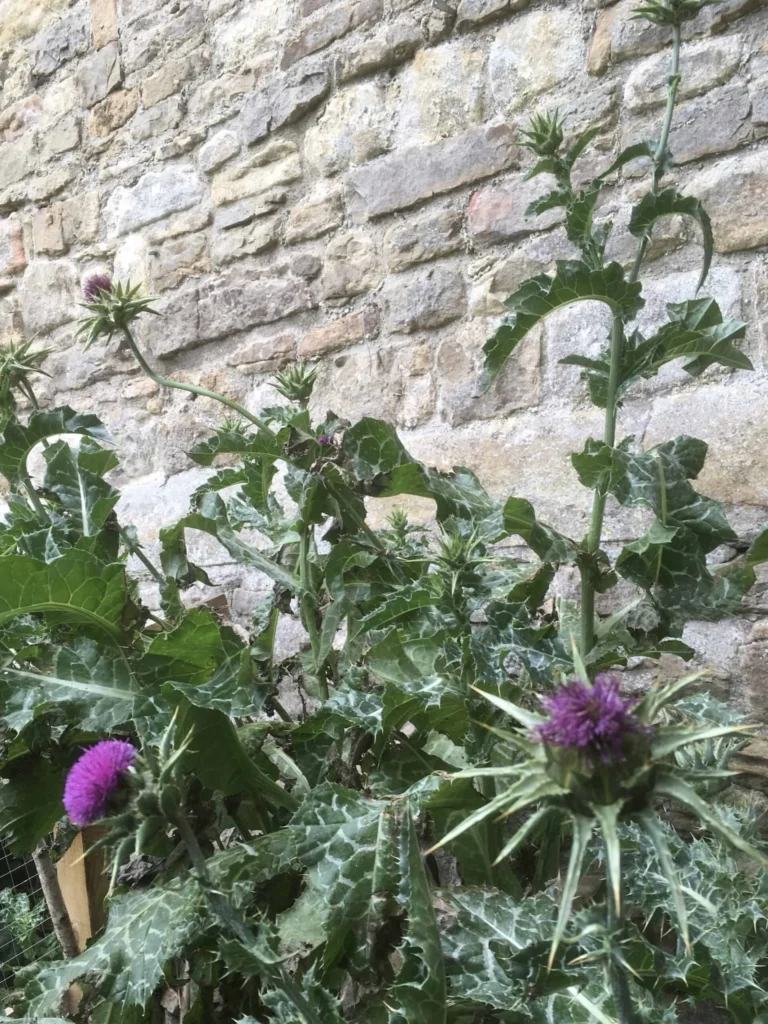 Milk Thistle