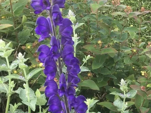 Monkshood