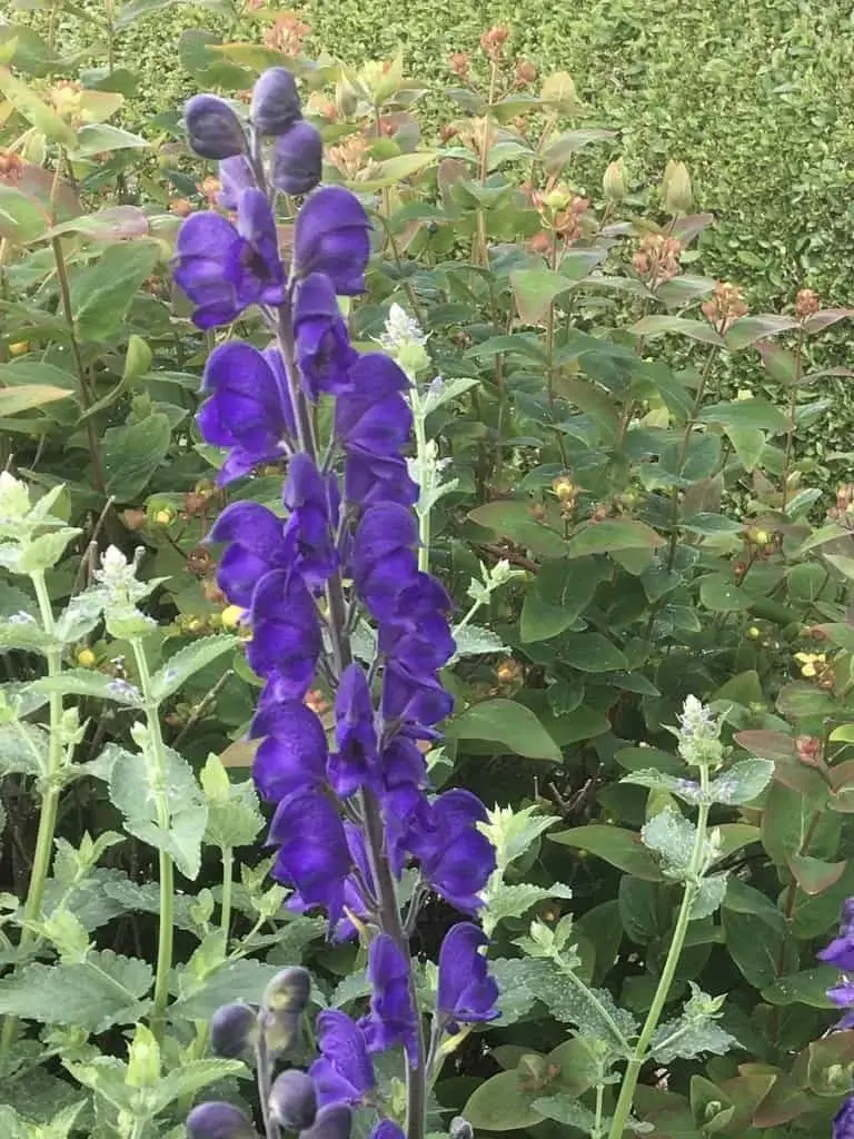 Monkshood