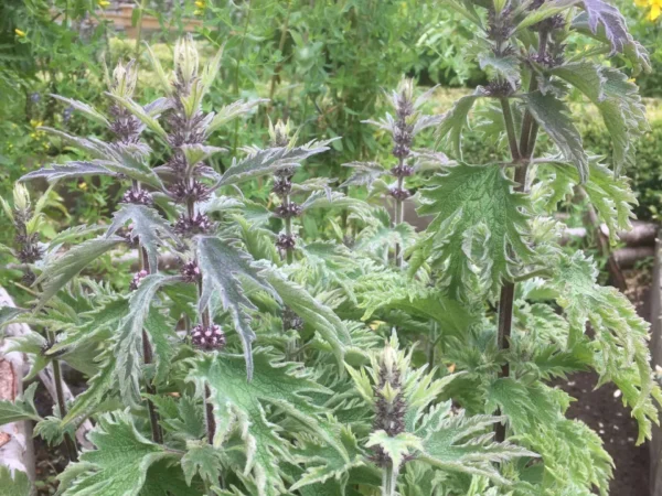 Motherwort