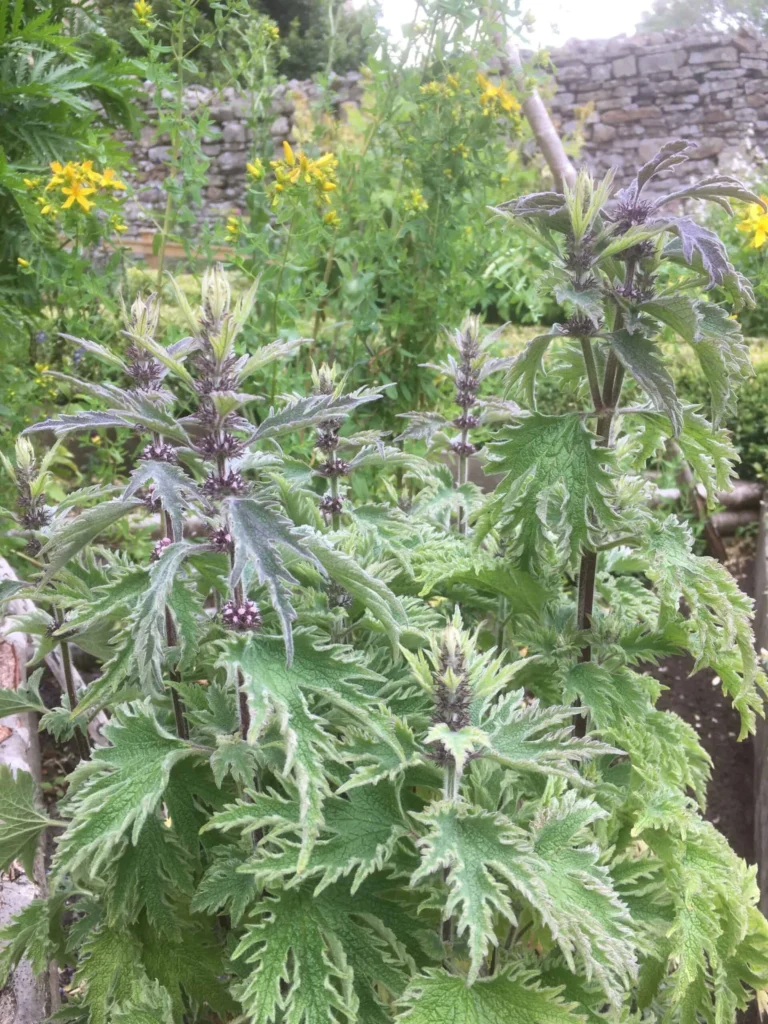 Motherwort