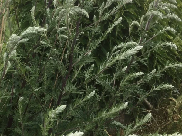 Mugwort