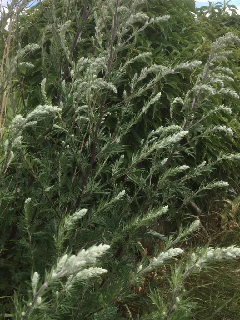 Mugwort