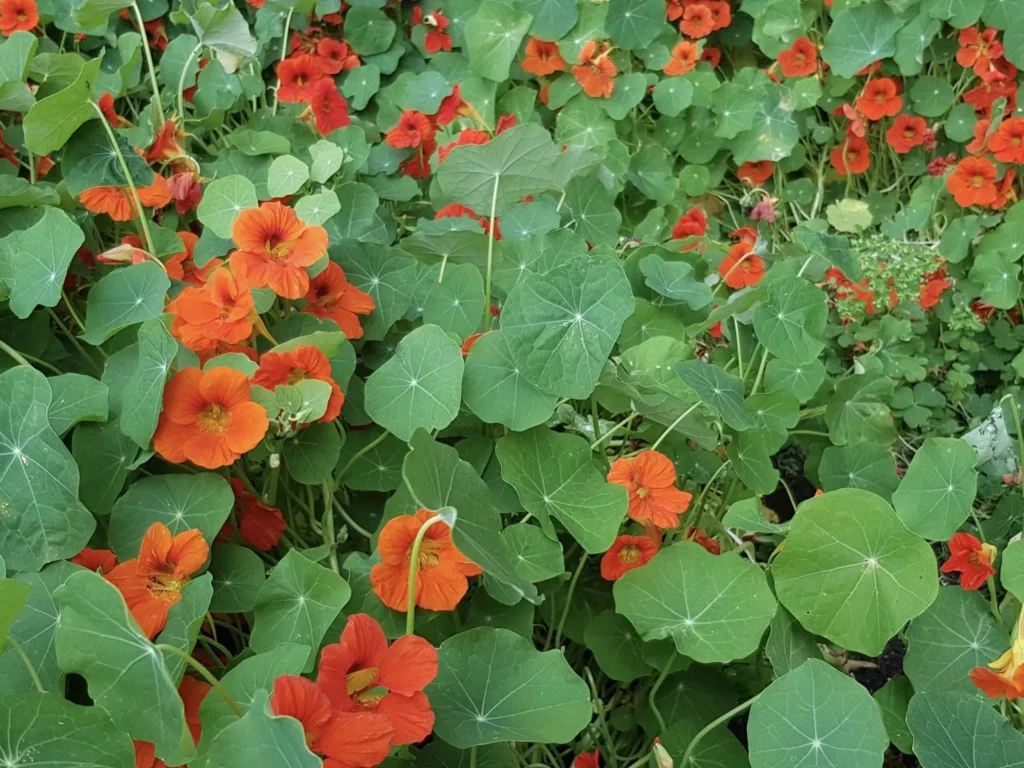 Nasturtium