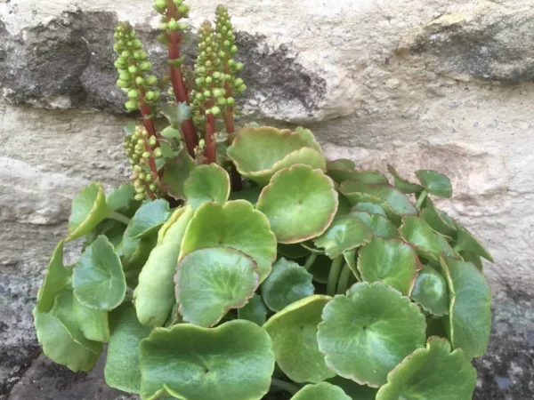 Navelwort