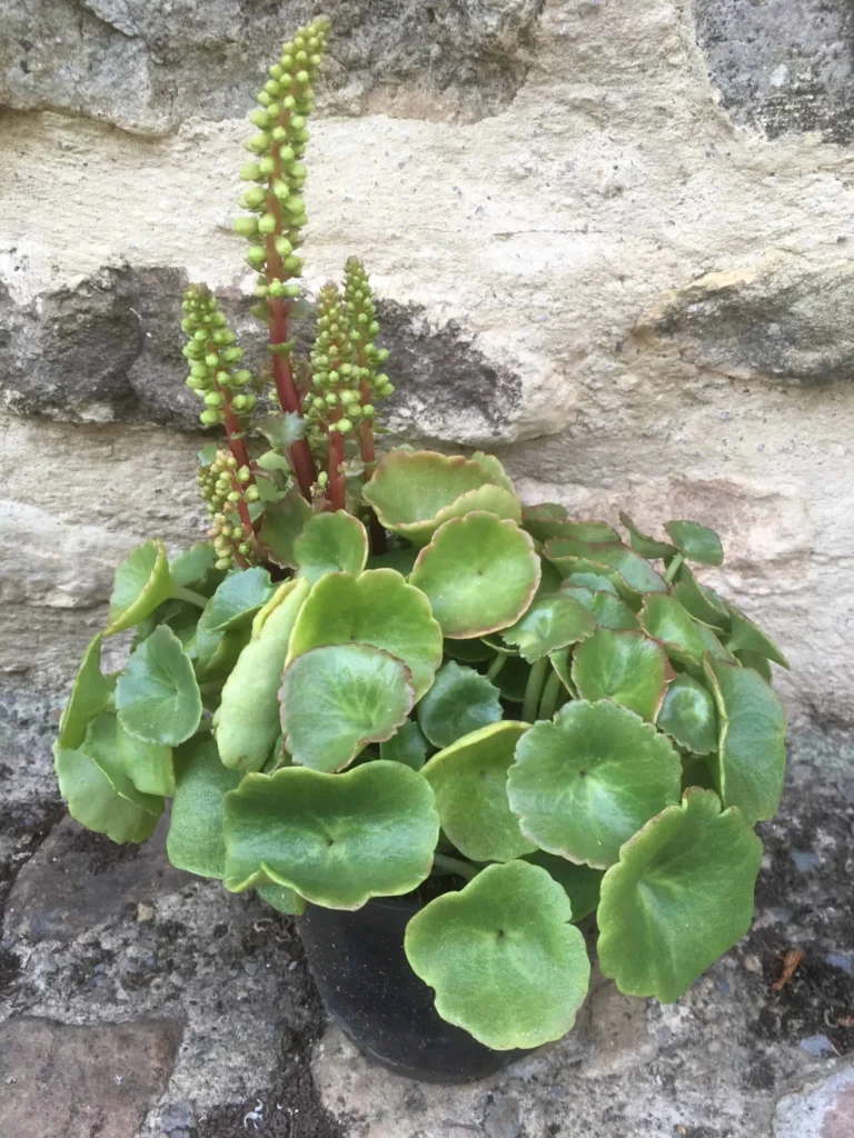 Navelwort