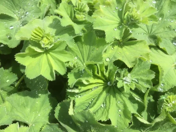 Lady’s Mantle