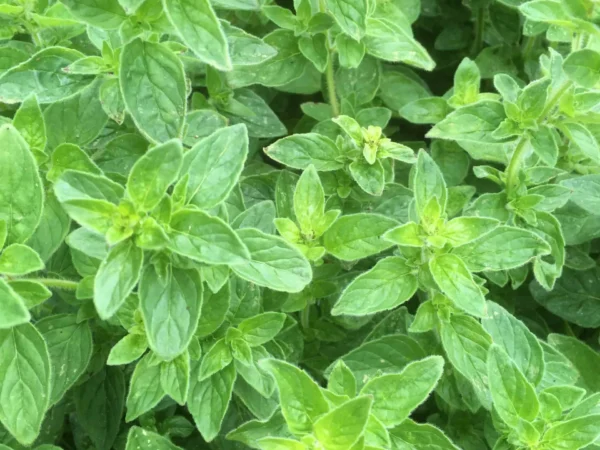 Oregano