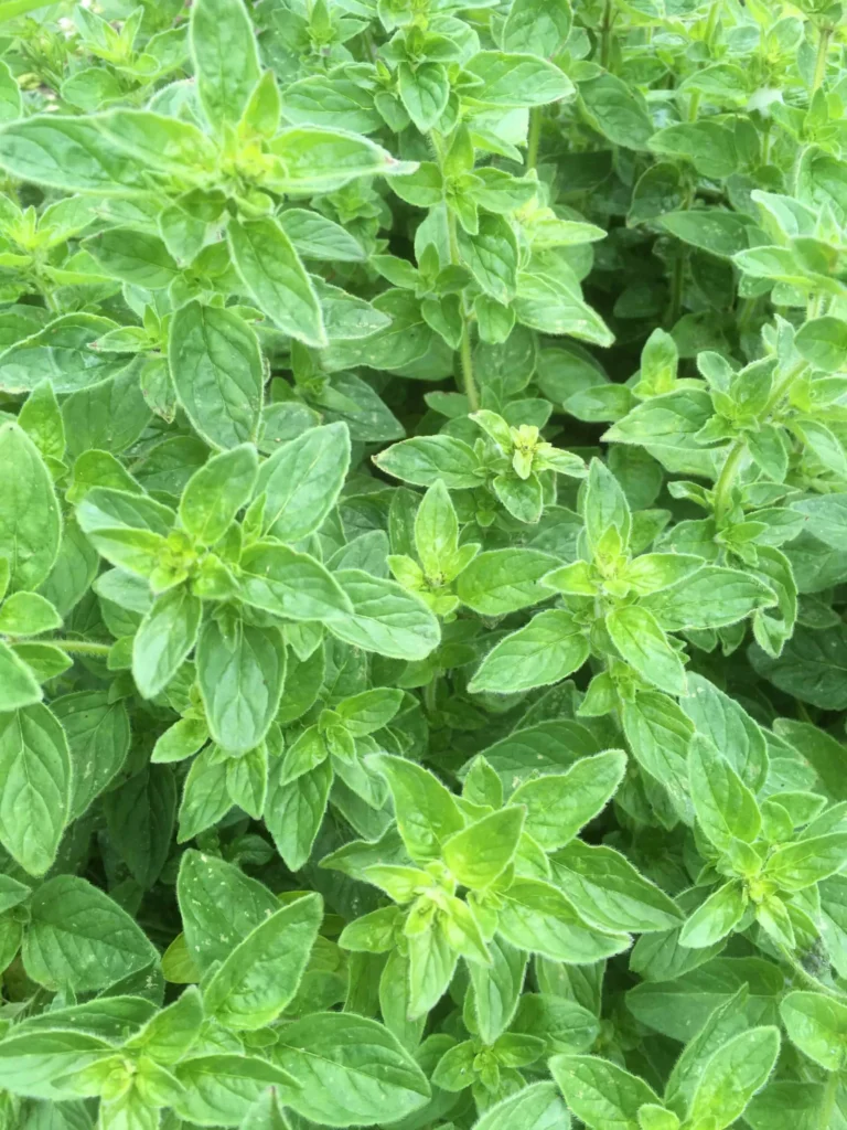 Oregano