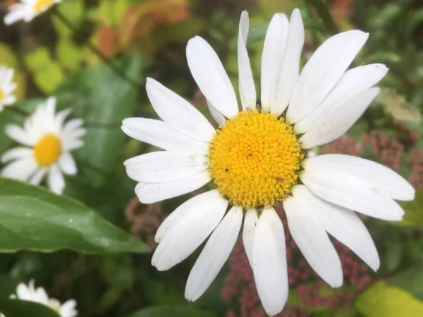 Oxeye Daisy