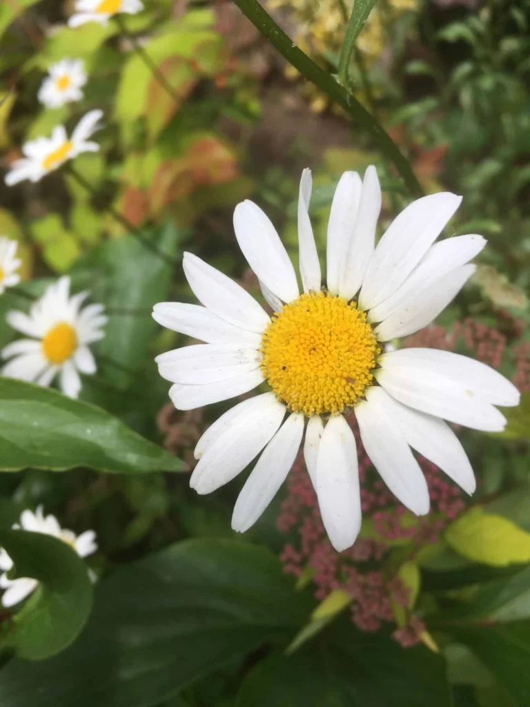 Oxeye Daisy