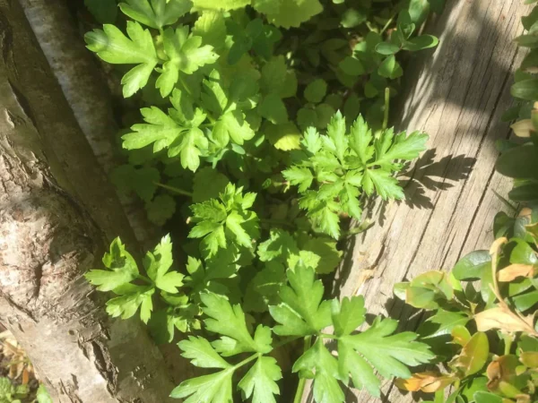 Parsley – Flat-leaved