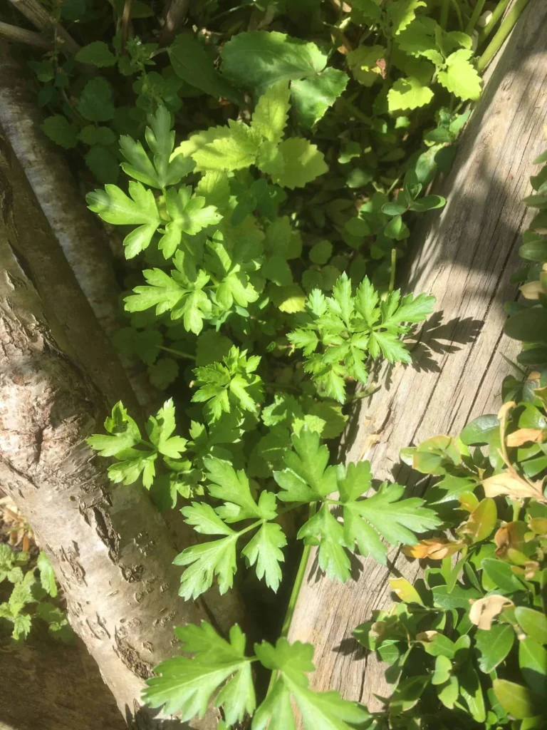 Parsley – Flat-leaved