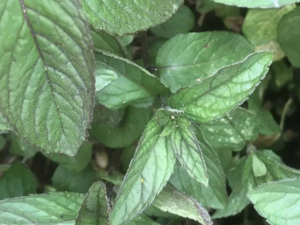 Pennyroyal